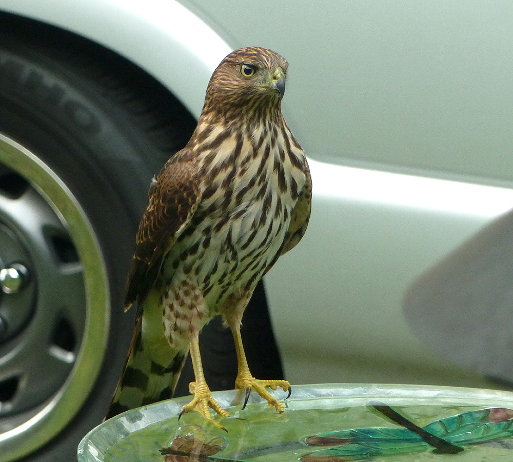CoopersHawk01
