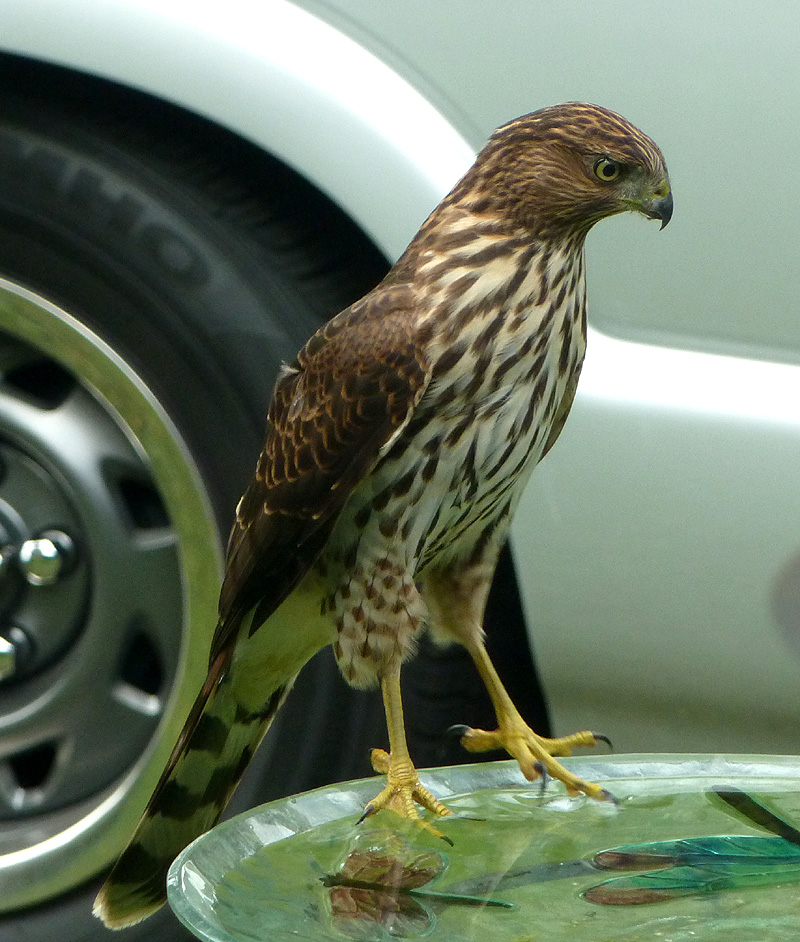 CoopersHawk02