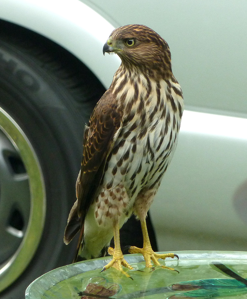 CoopersHawk03