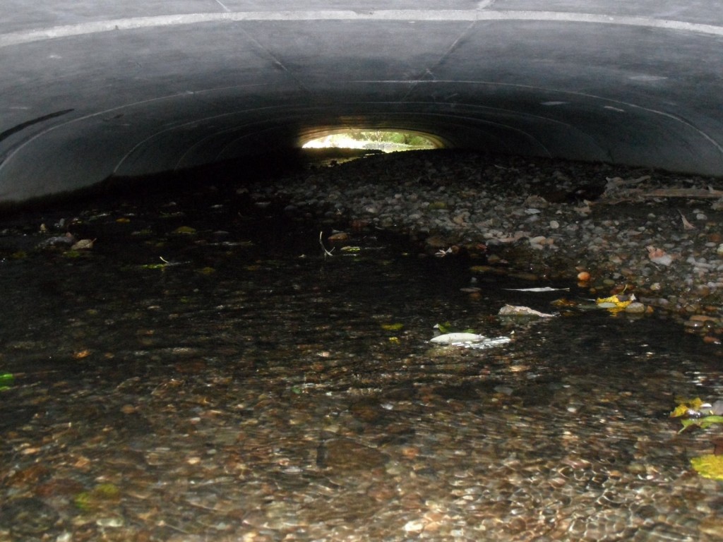 Culvert & Preserve 002