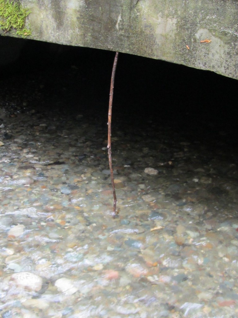 Illahee Creek & Others 003