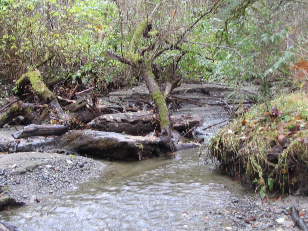 Illahee Creek & Others 016