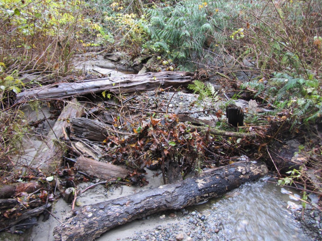 Illahee Creek & Others 049