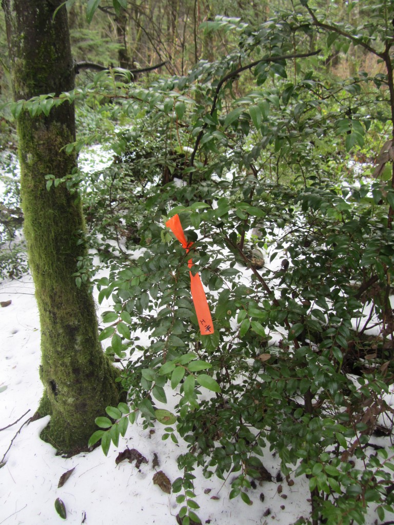 Before & After Snow 099