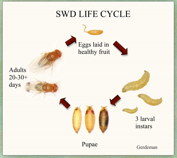 What is a cougar's life cycle?